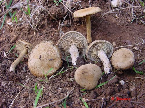Inocybe dulcamara
